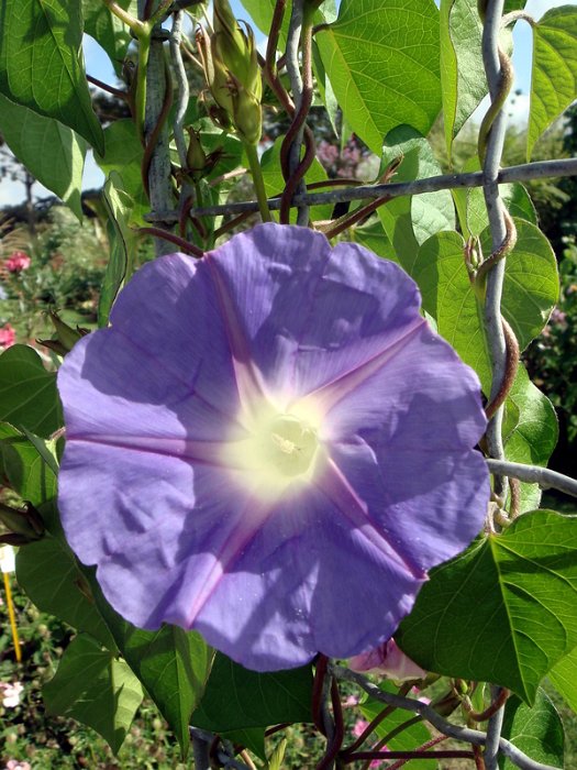 Ipomoea platensis fleur